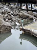 White Gull on Dock by the Rocks