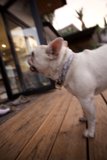 The Majestic Indoor Paw-trot