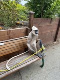 The Leashed Monkey