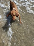 Playing in the Waves