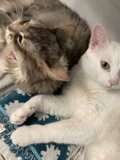 Furry Friendship in San Francisco