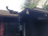 Feline Architecture