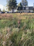 Running Free in the Grasslands