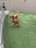 Playtime at the Dog Park