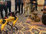 Man and Robot Snap a Shot of a Furry Companion