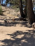 A Canine's Walk Through the Woodland