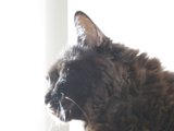 Sunbathing Black Cat