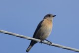 Perched Elegance: A Finch's Gaze