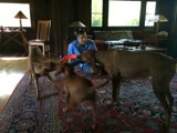 Man and his furry companions