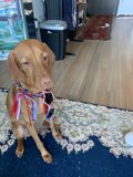 Patriotic Pup