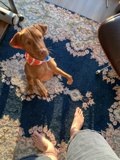 Barefoot Vizsla