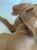 Pensive Hound