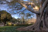 Mighty Banyan Tree