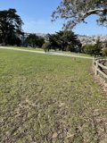 Serene Nature in Urban Alamo Square