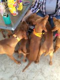 Canine Conference
