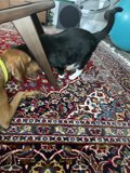 Furry Friends on Their Favorite Rug