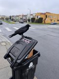 Urban Serenade