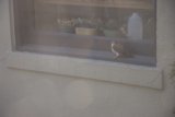 Winged Visitor at the Window