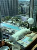 White Cat Lounging by the Pool in the Heart of LA