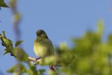 Canary in the Spring Sun