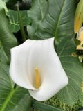 Snowy White Calla Lily