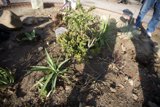 The Mighty Agave