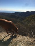 Vizsla Ocean Vista