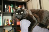 The Bookshelf Companion