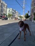 The Urban Adventure of a Vizsla