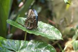 Butterfly Bliss at the Cal Academy Rainforest