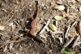Ground Scales