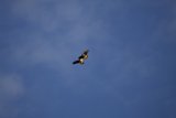 Majesty in Motion: Lake Merced Sky Explorer