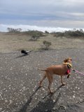 A Dog's Walk on the Paved Road