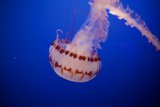 Sublime Swim - Aquarium Experiences 2023