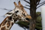 San Francisco Zoo's Gentle Giant