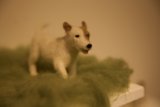 The Pint-Sized Adventurer: Shelf-Sized Terrier!