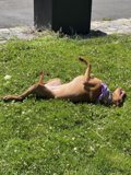 A Relaxing Day on the Grass