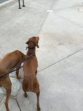 Two Canine Companions on a Los Angeles Walk