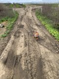 A Canine's Walk on a Dirt Road