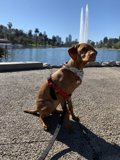 Happy Hound Beside Majestic Fountain