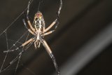 The Striking Black and Yellow Garden Spider