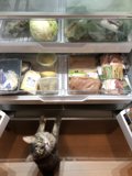 Feline Fridge Raid