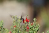Hummingbird's Midday Feast at Fort Mason