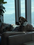 Relaxing Holiday Pup