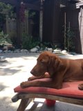 Resting Pup on Red Chair