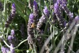 Lavender Buzz