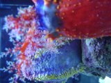 Vibrant Sea Anemone in the Coral Reef