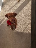 Adorable Vizsla Puppy with a Red Flower Crown
