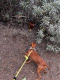 Curious Canine