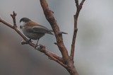 Boreal Chickadee Perched on Wet Winter Branch